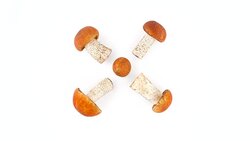 Top view from above of few forest red cap bolete mushrooms. Propeller shaped. Slowly rotating on the turntable isolated on the white background. Close up. Macro. Stock Footage