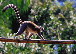 ¿Qué es un hábitat? Instructional Video