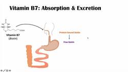 Vitamin B7 Biotin Deficiency | Sources, Purposes, Causes, Symptoms, Diagnosis, Treatment Instructional Video
