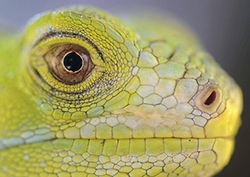 Natural Selection - Survival Process Instructional Video