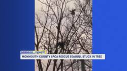 Monmouth County SPCA rescues seagull stuck in tree News Clip