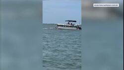 Necropsy to determine cause of death of whale that charged boat on Barnegat Bay News Clip