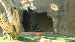 The Third-Oldest Gorilla in North America is Living Her Best Life Instructional Video