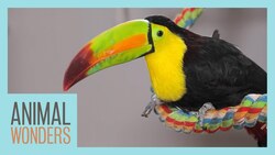 Our Toucan Gets Surgery! Instructional Video