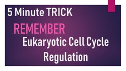 Eukaryotic Cell Cycle Regulation in 5 minutes Instructional Video
