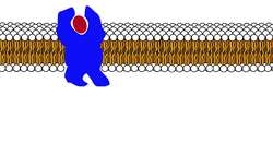 Receptors: Signal Transduction and Phosphorylation Cascade Instructional Video