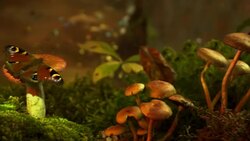 Garbage left in a beautiful forest Stock Footage