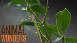 Dealing With Death Instructional Video