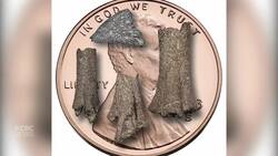 Scientists find 73-million-year-old evidence of arctic bird nesting in Alaska's North Slope News Clip