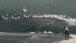 CLEAN : Peckish pelicans peeve Israeli fish farmers News Clip