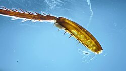 Legs of an Insect Stock Footage