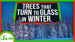 3 Extreme Ways Trees Survive the Winter Instructional Video