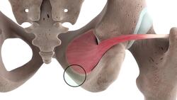 Obturator internus muscle (3D) Instructional Video