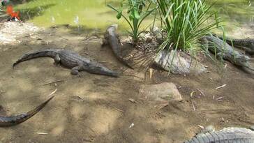 Crocodile Feeding FRENZY!