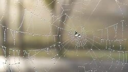 The dewdrops on  spiderweb at morning Stock Footage