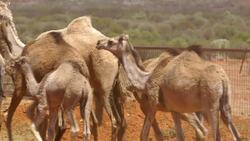Looking After Wild Camels in the Northern Territory Instructional Video