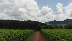 Thailand,Chanthaburi The garden is famous pepper. Pepper plantations of different varieties are found in many places of the Thailand. Black pepper is exported to many countries of the World. Stock Footage