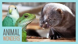 Memory Lane Instructional Video