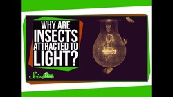 Why are Insects Attracted to Light? Instructional Video
