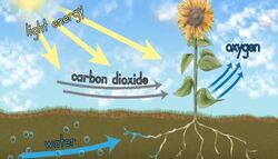The Carbon and Oxygen Cycle Instructional Video