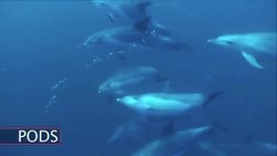 The Great Sardine Run: Ocean predators hunting the sardine Instructional Video