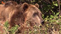 NERVE WRACKING Bear Encounter! Instructional Video