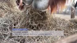 Visit a place where people help horses heal people - Lucky Orphans Horse Rescue in Dover Plains News Clip