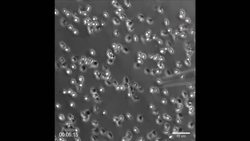 Science of the Winter Olympics - Motion Instructional Video