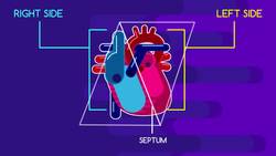 The Structure of the heart Instructional Video