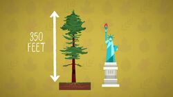 I WONDER - What Is The Tallest Tree In The World? Instructional Video