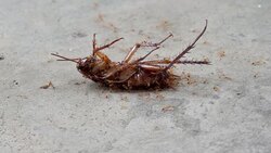 The dead of Cockroach and ants Stock Footage