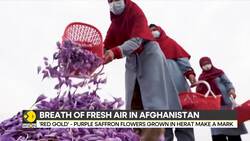 Afghan Women Harvest Saffron; Breath Of Fresh Air In Afghanistan News Clip