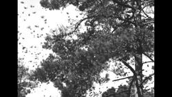 Monarch Butterfly migration News Clip