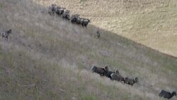 What Bighorn Sheep Are Really Like in the Wild Instructional Video