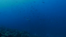 Scalloped Hammerhead shark swimming at deep sea reef, Galapagos Stock Footage