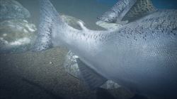 Unprecedented heat wave causes massive salmon die-offs in Alaska Instructional Video