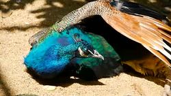 Elegant wild exotic bird with colorful artistic feathers. Close up of peacock textured plumage. Flying Indian green peafowl (Pavo cristatus) in real nature, vibrant pattern of luminous tail and wings. Stock Footage