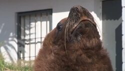 CLEAN : Sea lions laze around commercial areas at Argentina port News Clip