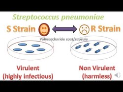 Griffith's Experiment: DNA as Genetic Material Instructional Video
