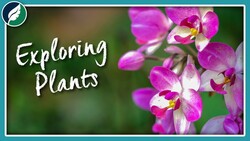 Exploring Plants | Compilation Instructional Video