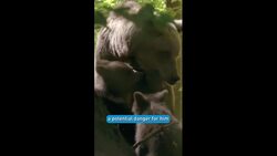 The Little Bear Instructional Video