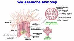 Phylum Cnidaria Part 5: Class Anthozoa Instructional Video