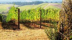 Connecting Soil Health and Public Nutrition: Perspectives from a Grape Grower Instructional Video