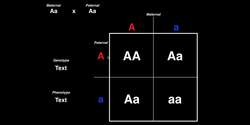 Genetics | Law of Segregation & Punnet Squares Instructional Video