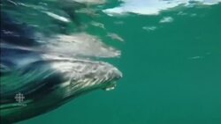 Baby humpback whale freed from shark net off Aussie coast News Clip