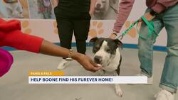 Paws and Pals: Boone has come a long way News Clip