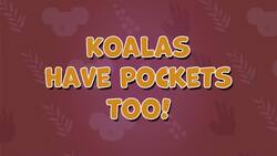 I WONDER - Do Koalas Have Pockets? Instructional Video