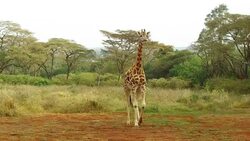 giraffe walking along savanna at africa Stock Footage