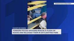 Flock of ducks rescued from rooftop in Yonkers News Clip
