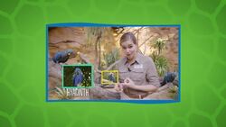 The Most Colorful Bird in the World Instructional Video